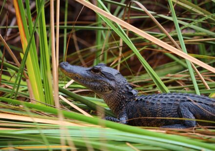 352 florida guide