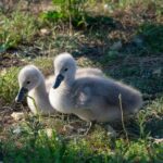 baby swan