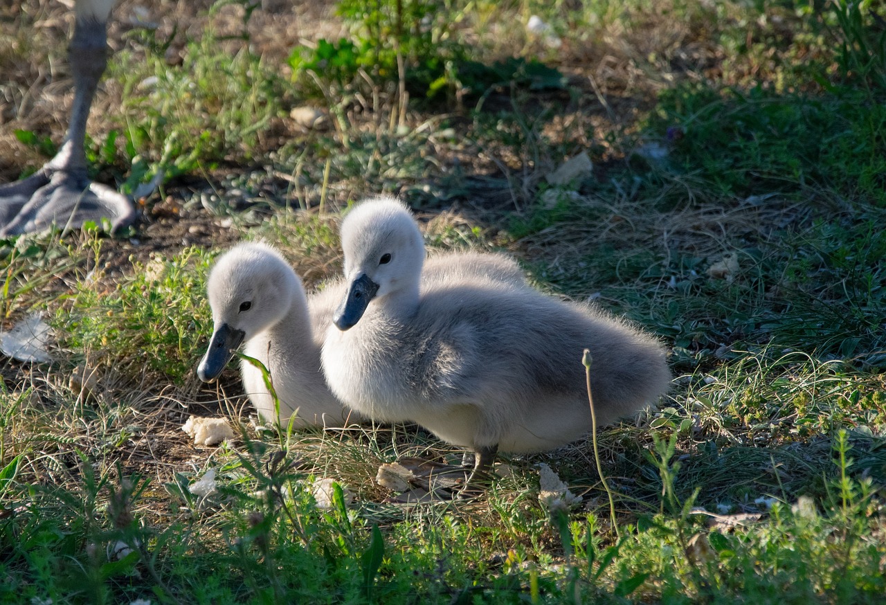 Baby Swan: Costs and Care for New Owners