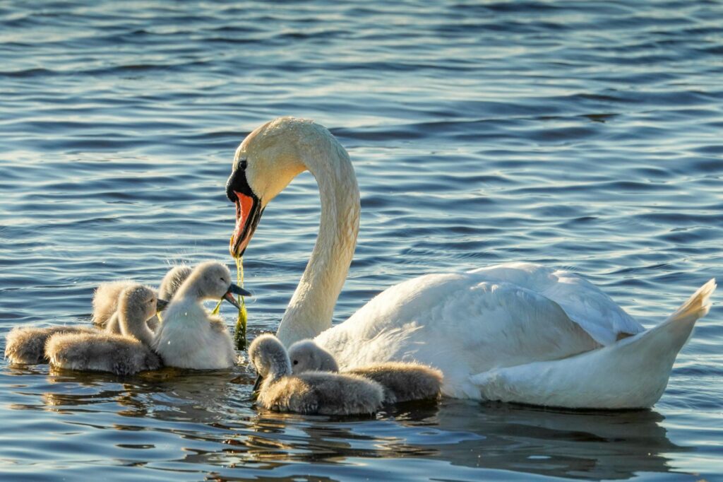 baby swan cygnet