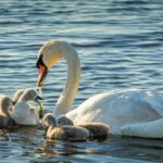 baby swan cygnet