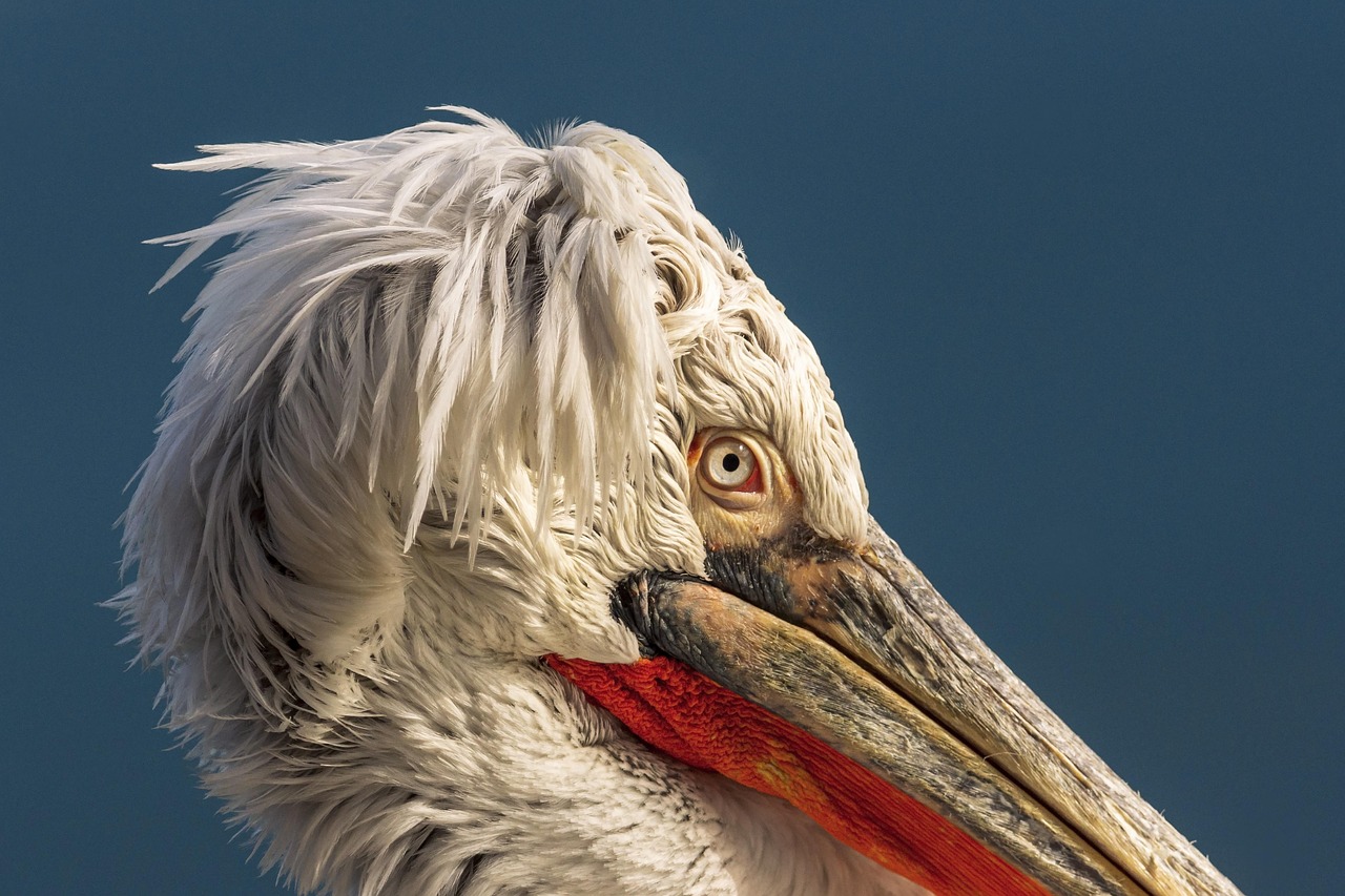 Blue Waplus in 2026: Your Comprehensive Guide to