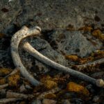 Bone Blossom: Grow a Garden That Astounds