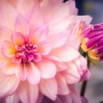 bone blossom grow a garden