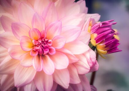 bone blossom grow a garden