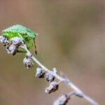 Brooke Shields smiling
