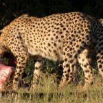 cheetah eating prey