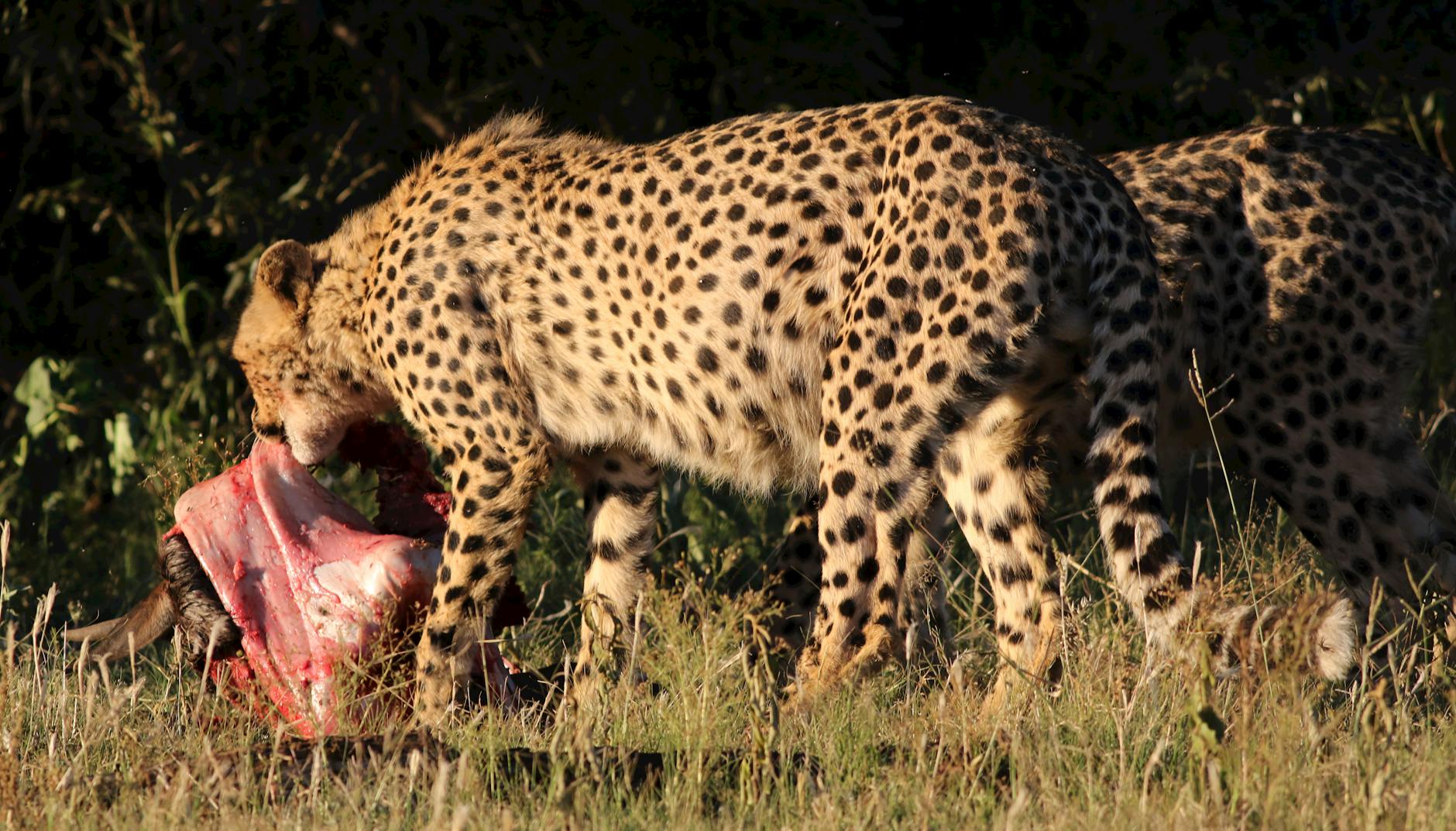 cheetah eating prey