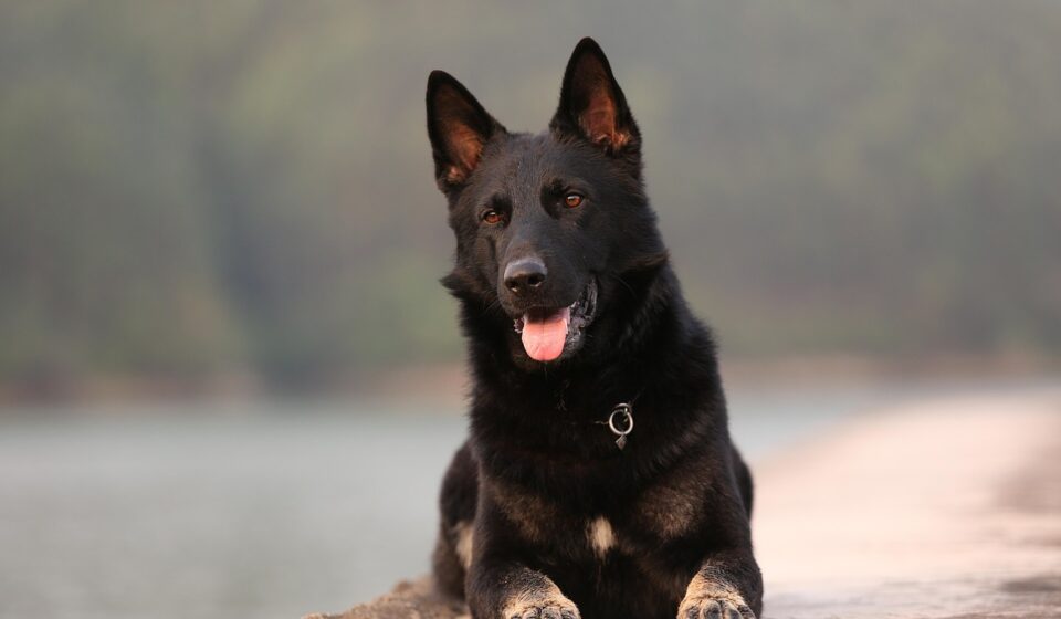cyrus zachariah shepherd-oppenheim