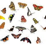 flutter tutorial beginners