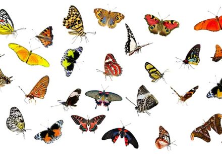flutter tutorial beginners