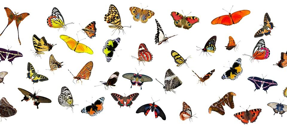 flutter tutorial beginners