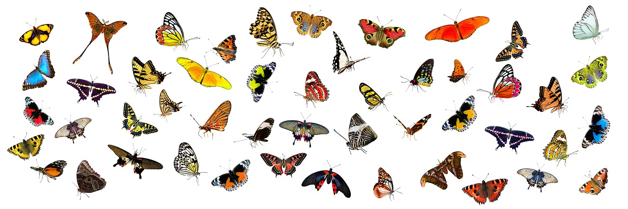 Flutter Tutorial Beginners: Beyond the Basics