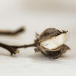 Lin Cotton: Decoding Its Uses and Origins