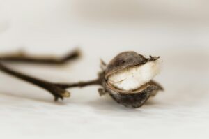 Lin Cotton: Decoding Its Uses and Origins