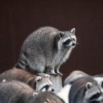 name of the group of animals