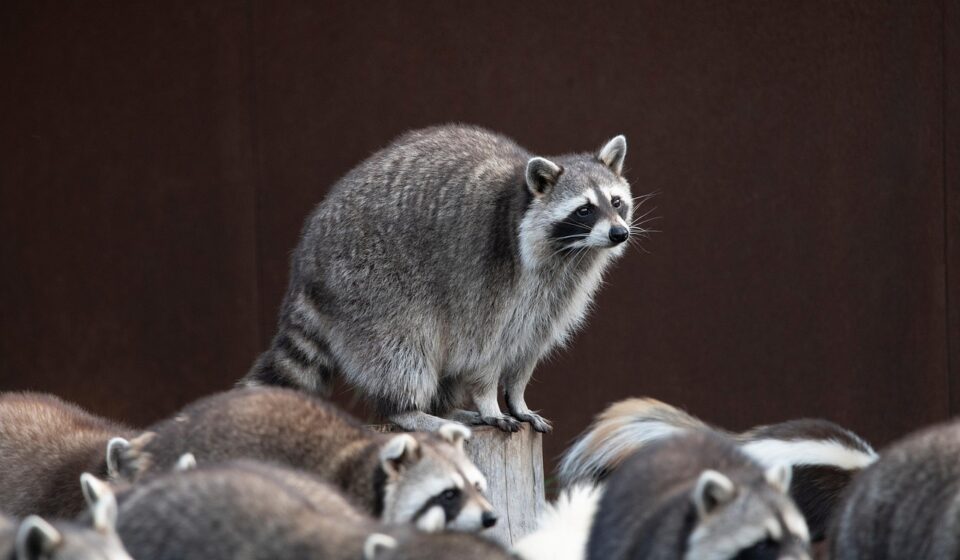 name of the group of animals