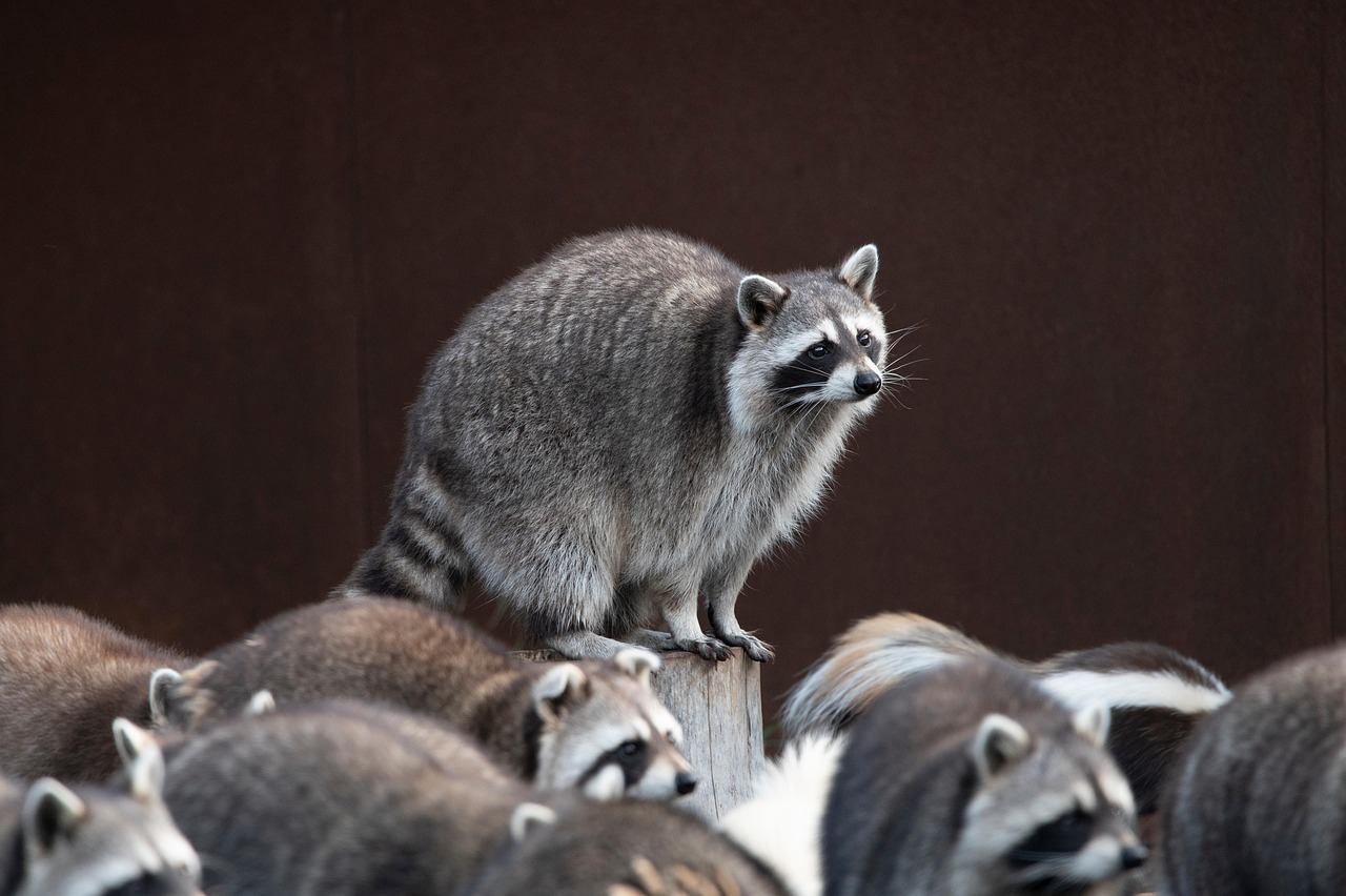Groups of Animals: How They Live and Thrive