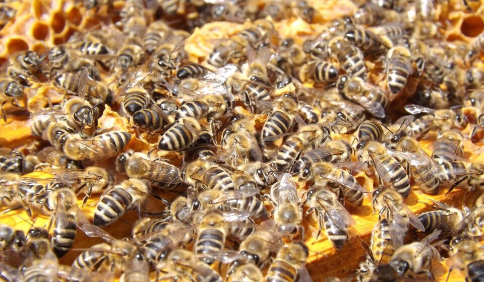 particle swarm optimization