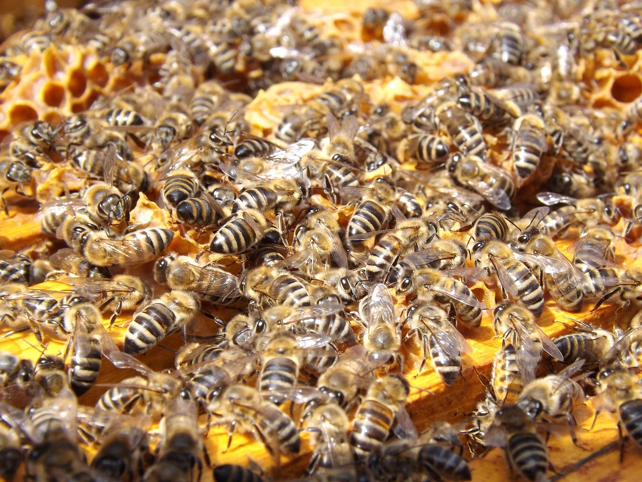 Particle Swarm Optimization Deep Dive