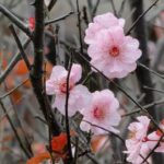 patricia lee lloyd