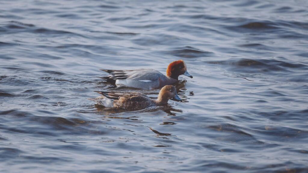 Penelope Keith family