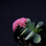 Piers Morgan Celia Walden Marion Shalloe