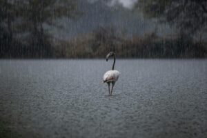 Builderman Forsaken: The Truth They Don't Tell You