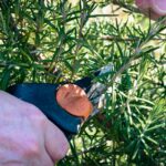 Rosemary Ramsey professional portrait