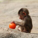 baby playing sensory bin