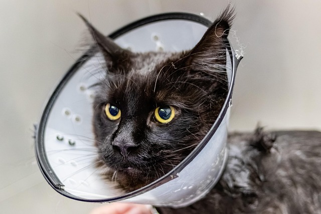 cat excessively grooming its paw