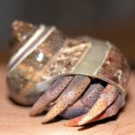 decapod crustacean