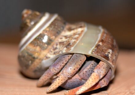 decapod crustacean
