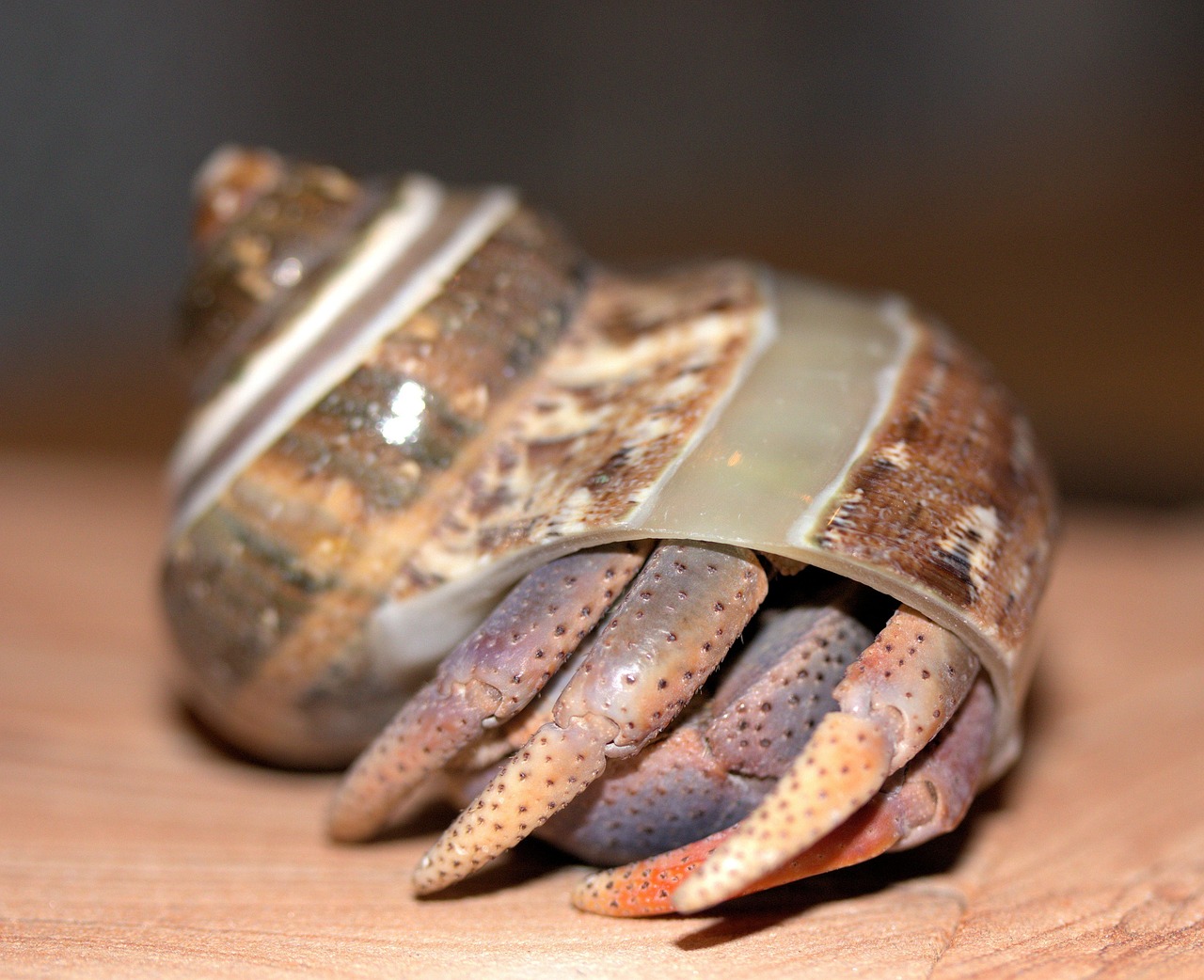 10-Legged Marine Crustaceans: A Comprehensive Guide to Decapods