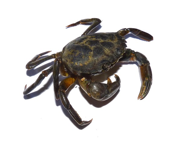 Diagram of a decapod crustacean showing cephalothorax, abdomen, carapace, chelate, and pereiopods (10 legged marine crustacean)