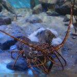 diverse decapod crustaceans
