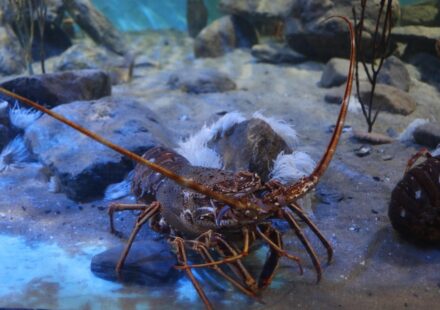 diverse decapod crustaceans