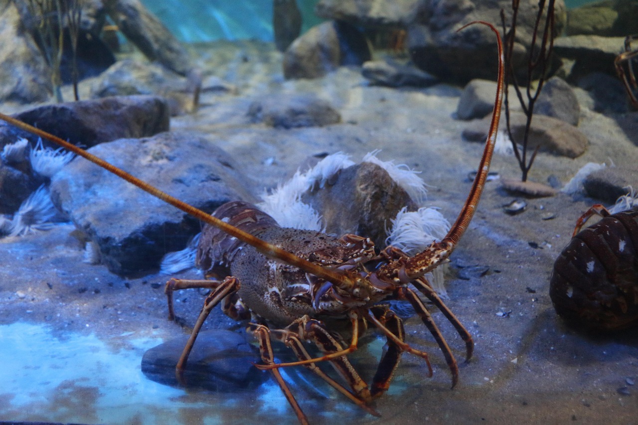 10-Legged Marine Crustaceans in 2026: A Deep Dive