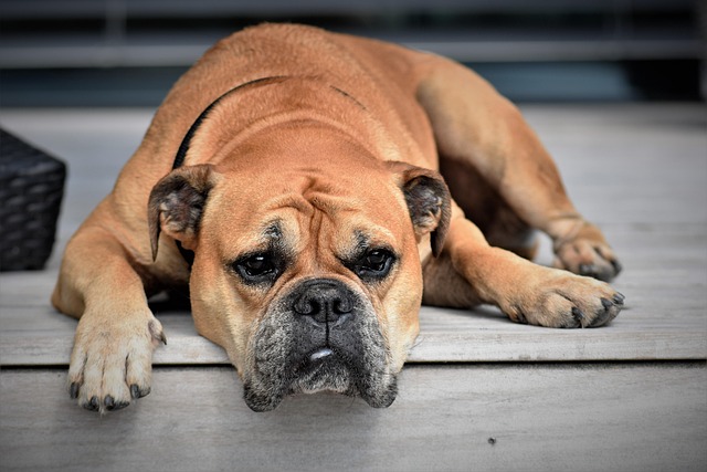 Dog looking bored and restless in a living room