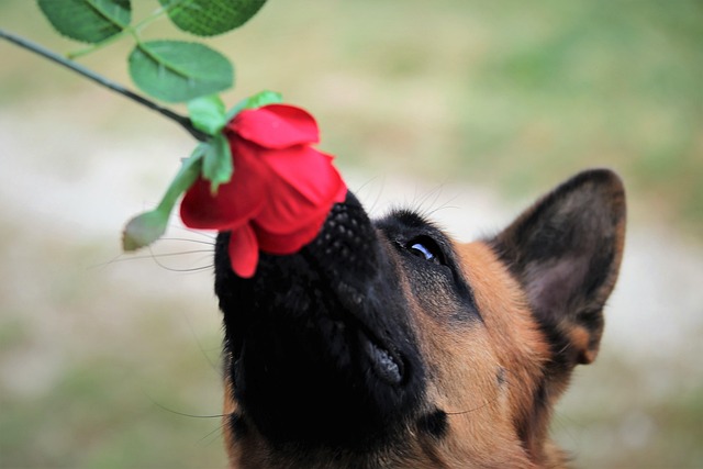 Dog sniffing the ground intently during a scent game