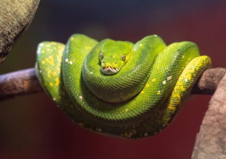 person learning python code