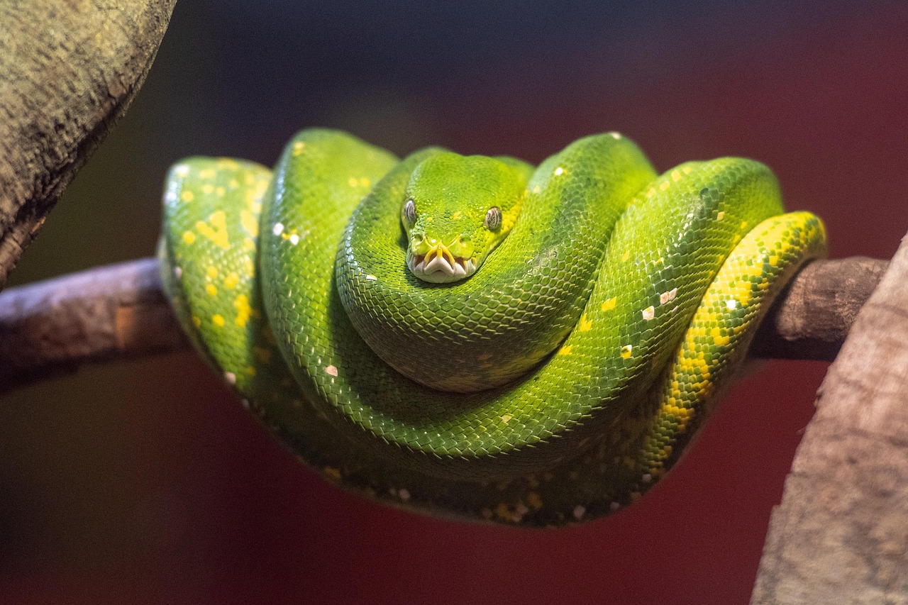 How to Learn Python in 2026: Your Roadmap to Coding Mastery