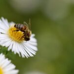 play against an ai in spelling bee