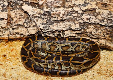 python coding abstract