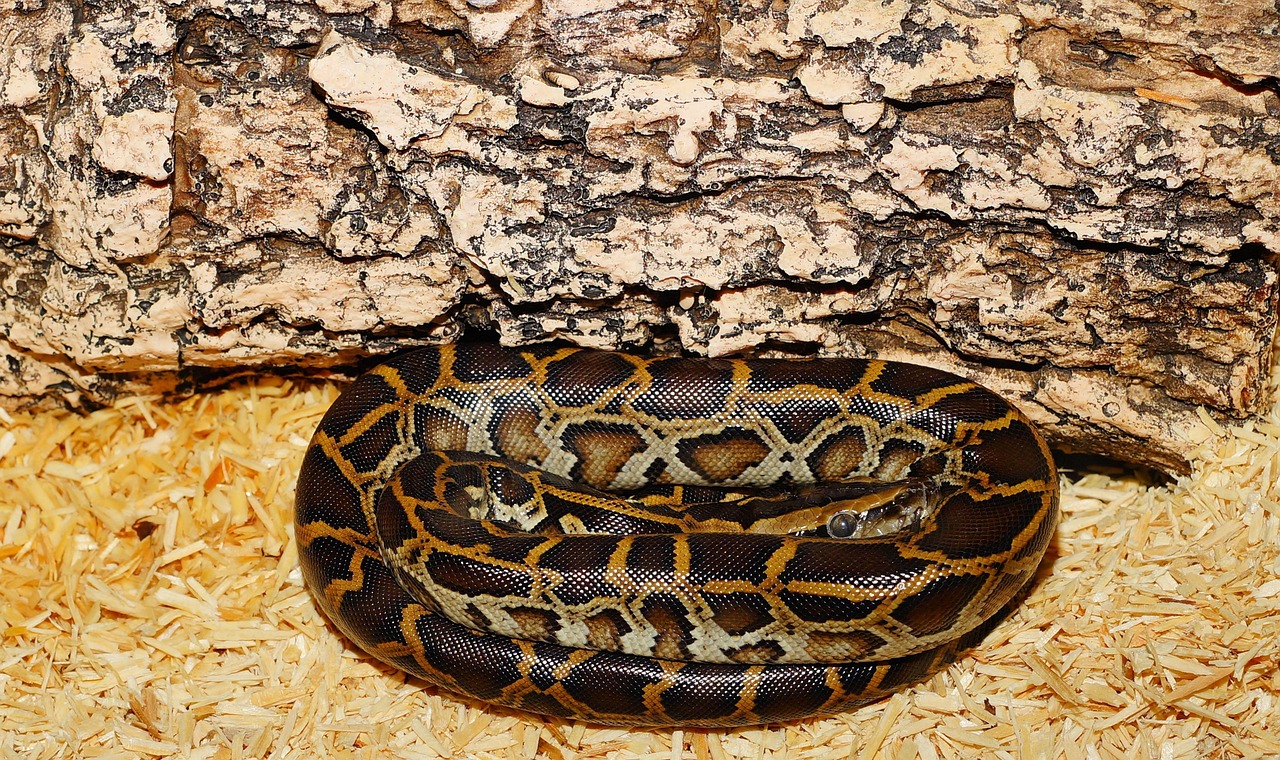 How to Learn Python in 2026: Your Expert Roadmap