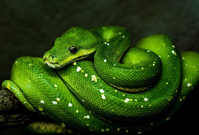 Python logo with code snippets