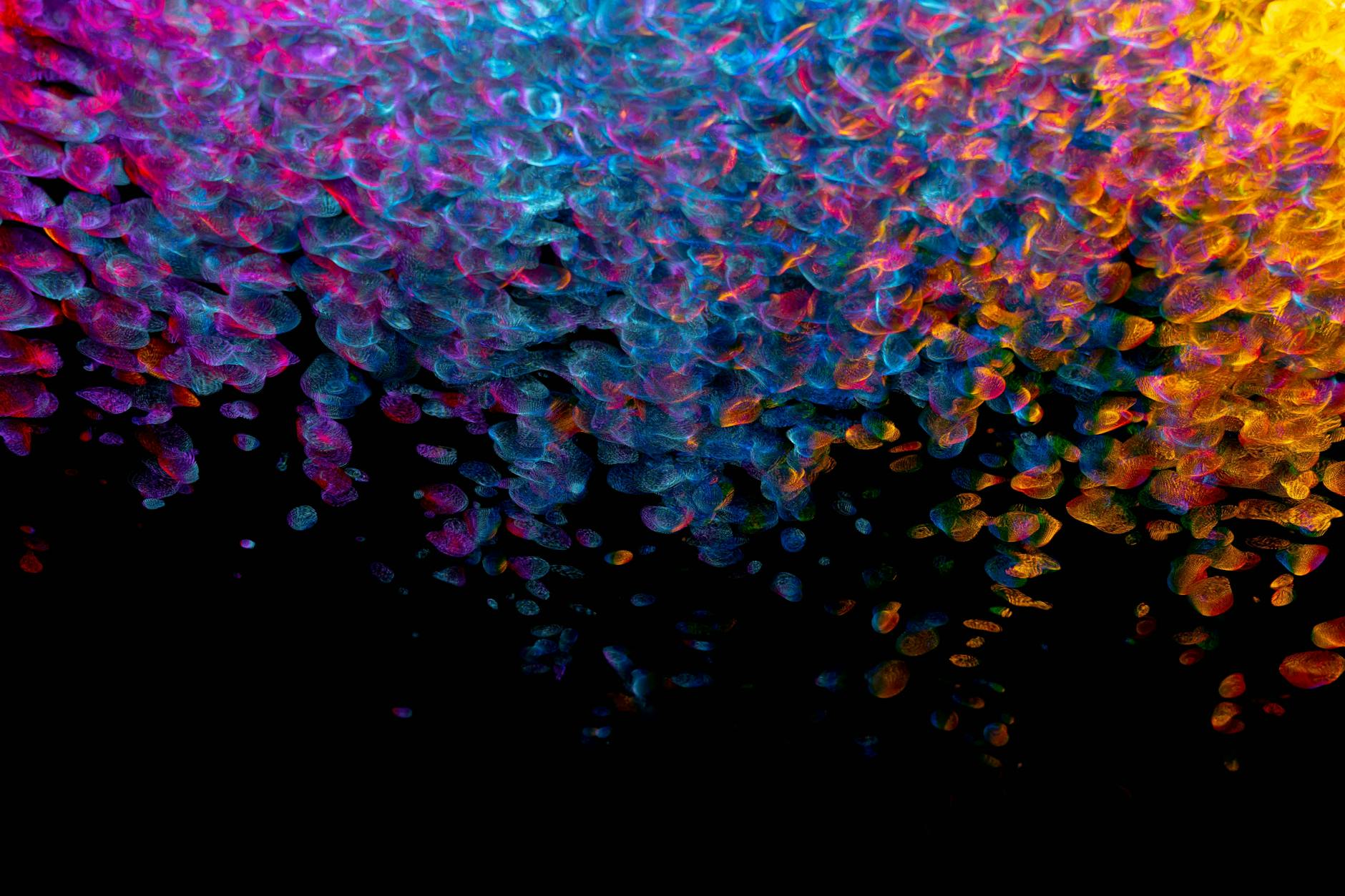 pytorch softmax visualization