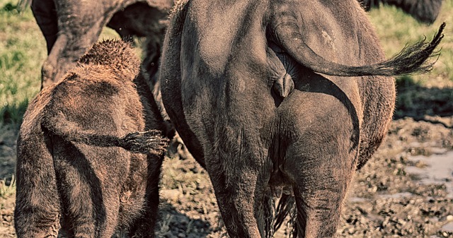 Side-by-side comparison of a video with and without intelligent frame creation, highlighting the smoothness difference